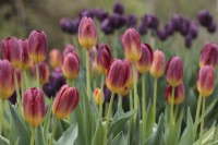 Tulipe 'Amber Glow' - Mai