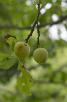 Prunus domestica Prunier 'Reine Claude d'Oullins'