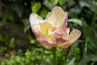 Tulipe 'Creme Upstar' floraison au printemps