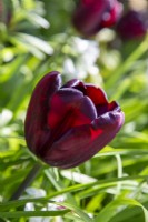 Tulipe 'Continentale' floraison au printemps
