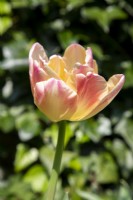 Tulipe 'Creme Upstar' floraison au printemps