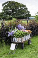 Un chariot de fleurs et de feuillages fraîchement coupés dans une ferme florale en juillet
