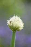Allium blanc en juillet avec un syrphe