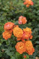 Rosa 'Phénix' rose