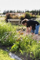 Picker coupant des tiges dans une ferme florale en juillet