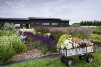 Cueilleurs coupant des salvias dans une ferme florale en juillet avec un chariot de fleurs