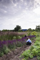 Cueilleurs coupant des salvias dans une ferme florale en juillet