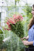 Femme avec des antirrhinums fraîchement coupés dans une ferme florale en juillet