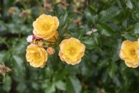 Rosa 'Sedana' rose