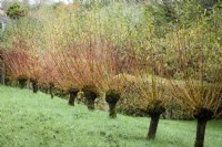 Rangée de saules étêtés, Salix alba var. vitellina 'Britzensis', en novembre