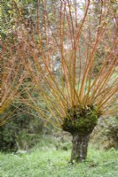 Salix alba var. vitellina 'Britzensis' en novembre