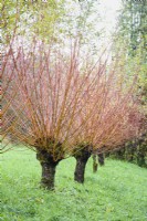 Une lignée de saules têtards, Salix alba var. vitellina 'Britzensis', en novembre