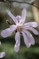 Magnolia x loebneri 'Léonard Messel'