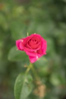 Rosa 'Lettre d'amour' rose