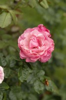 Rosa 'Wildberry' rose