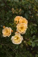 Rosa 'Amber Sun / Sonne des Allgau' rose