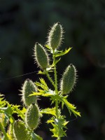 Argemone polyanthemos Prickly Poppy Seed Heads rétroéclairé