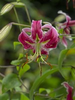 Lilium 'Scheherazade' - lis hybride orienpet poussant dans un parterre de jardin