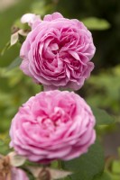 Rosa 'Prince Napoléon' rose