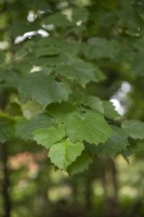 Corylus colurna, noisetier de Turquie