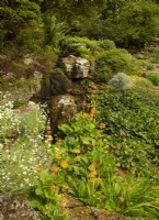 Candelabra Primula - Candelabra Primula dans le jardin de rocailles de Parcevall Hall Gardens.