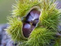 Castanea sativa - Sweet Chestnut montrant les écrous dans l'ouverture de la gousse