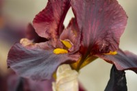 Iris 'Solid Mahogany' un grand Iris barbu.