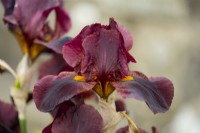 Iris 'Solid Mahogany', un iris barbu aux pétales brun rougeâtre foncé et à la barbe orange.