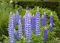 Lupinus 'Le Gouverneur' dans un parterre de fleurs à Parcevall Hall en juin