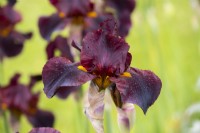 Iris 'Solid Mahogany', un Iris barbu couvert de gouttes de pluie.