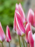 Tulipe 'Lady Jane'