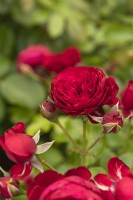 Rosa 'Rotkappchen' rose