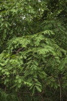 Metasequoia glyptostroboides, séquoia de l'aube
