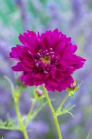 Cosmos 'Canneberges Double Clic'