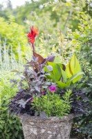 Grand pot tropical planté de Canna 'Red Velvet', Ipomoea 'Sweet Caroline' bronze et violet, Osteospermum 3D Purple, Zantedeschia, Canna 'Cleopatra', Dahlia 'Bishops Children'