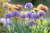 Allium hollandicum 'Little Sapphire' - Oignon d'ornement