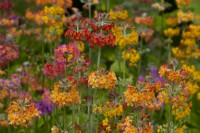 Multi-colored Primula Harlow Carr Hybrids - Candelabra Primula dans le jardin aquatique de Newby Hall Gardens