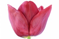 Tulipa 'Pallada' Tulip Triumph Group Avril