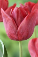 Tulipa 'Pallada' Tulip Triumph Group Avril