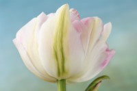 Tulipa 'Finola' Tulip Couleur s'assombrit avec l'âge Double Groupe Tardif Avril