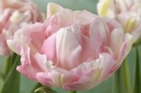 Tulipa 'Finola' Tulip Couleur s'assombrit avec l'âge Double Groupe Tardif Avril