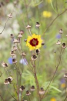 Coreopsis tinctoria - Gousses de graines de tiques