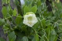 Cobaea scandens f. alba - Vigne de tasse et soucoupe à fleurs blanches