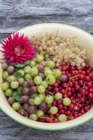 Groseilles à maquereau et groseilles blanches et rouges - Rubus uva - crispa et rubrum affichés dans un bol en émail sur une chaise