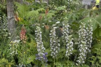 Acanthus dans le jardin iconique des héros horticoles - Sarah Eberle au RHS Hampton Court Palace Garden Festival 2022