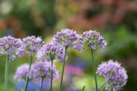 Allium hollandicum 'Little Sapphire' - Oignon d'ornement