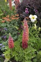 Plantation mixte de vivaces dans A Jouney, en collaboration avec le jardin Sue Ryder au RHS Hampton Court Palace Garden Festival 2022