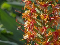 Buff-tailed bourdon Bombus terrestris se nourrissant de Hedychium coccineum 'Tara' - Ginger lily