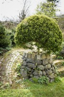 Boîte taillée poussant dans un parterre surélevé en pierre juste assez grand pour un seul arbuste