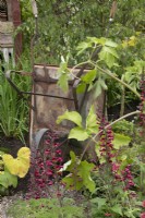 Vieille brouette rouillée dans le jardin de Frances à BBC Gardeners World Live 2022